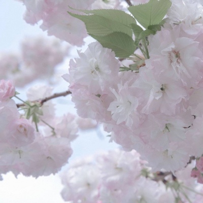 日喀则FurryQQ群介绍